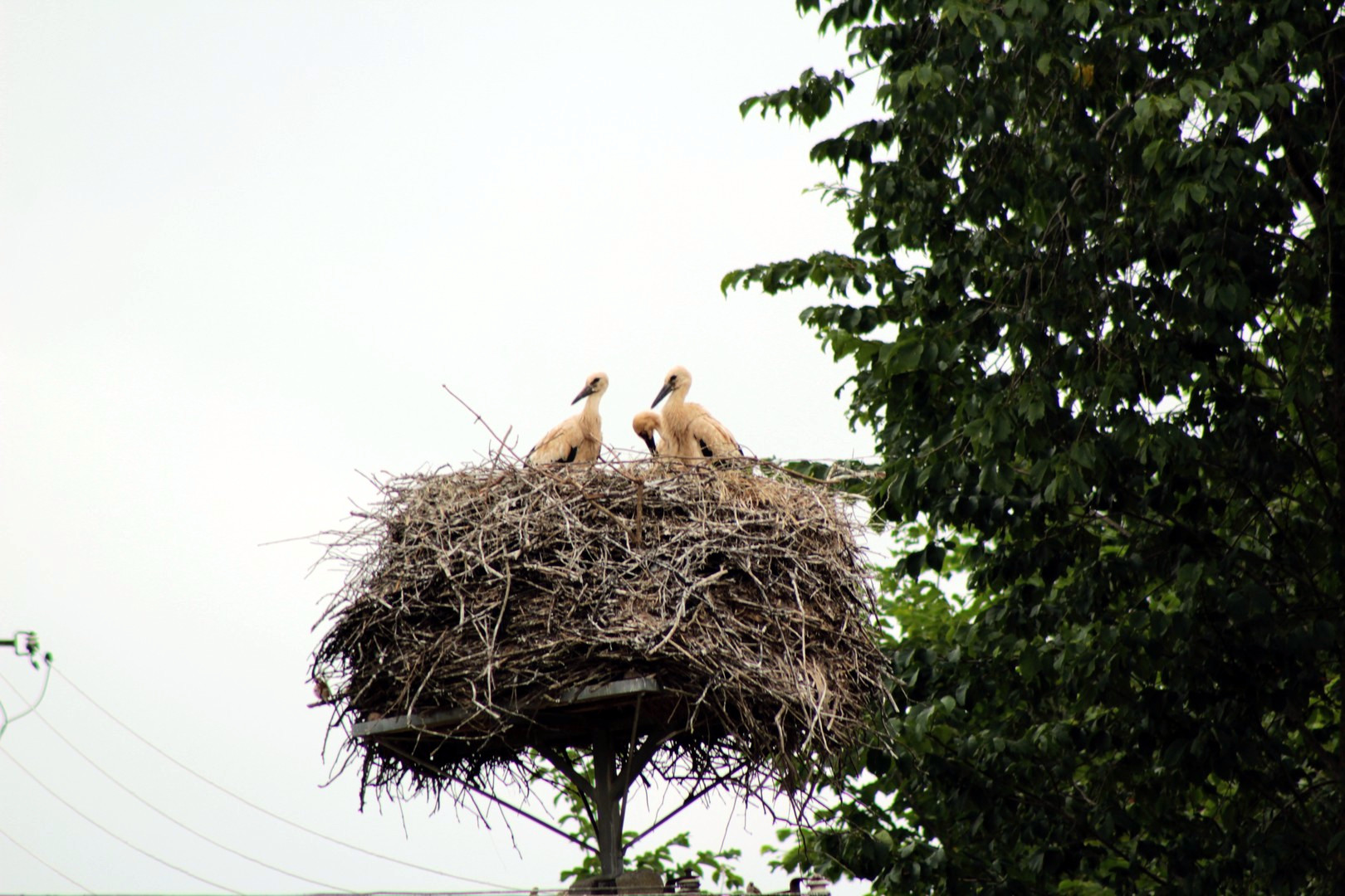 39 młodych bocianów odleci z Welskiego PK