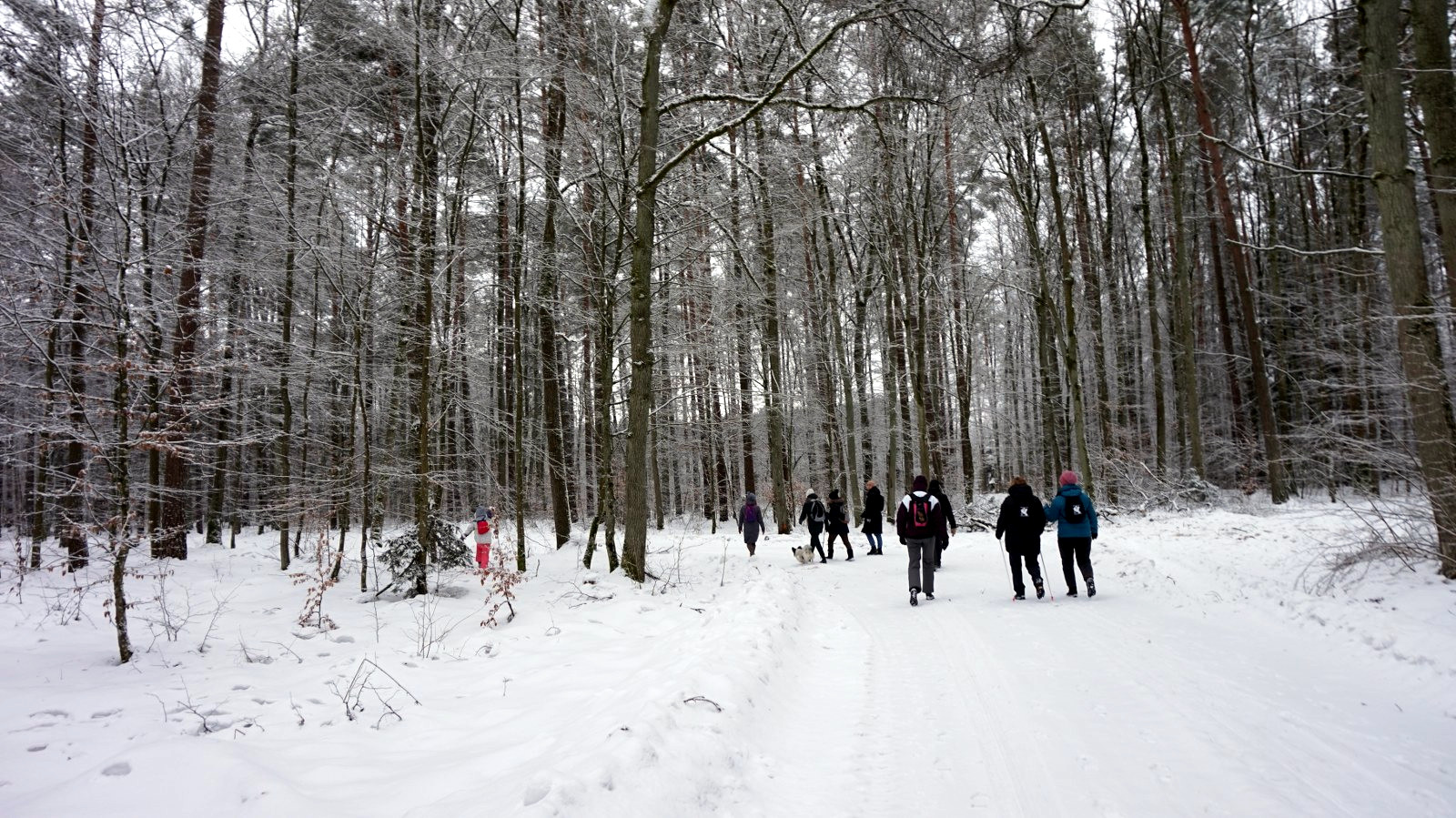 Wędrowna Grupa Krajoznawcza w Leśnictwie Olszewo |14.02.2026| |RELACJA|
