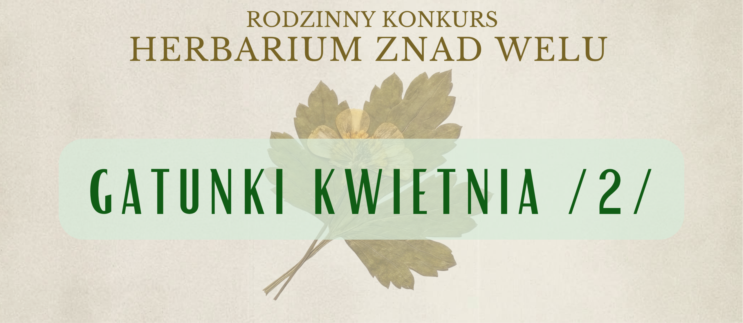 Herbarium znad Welu – gatunki kwietnia cz. 2