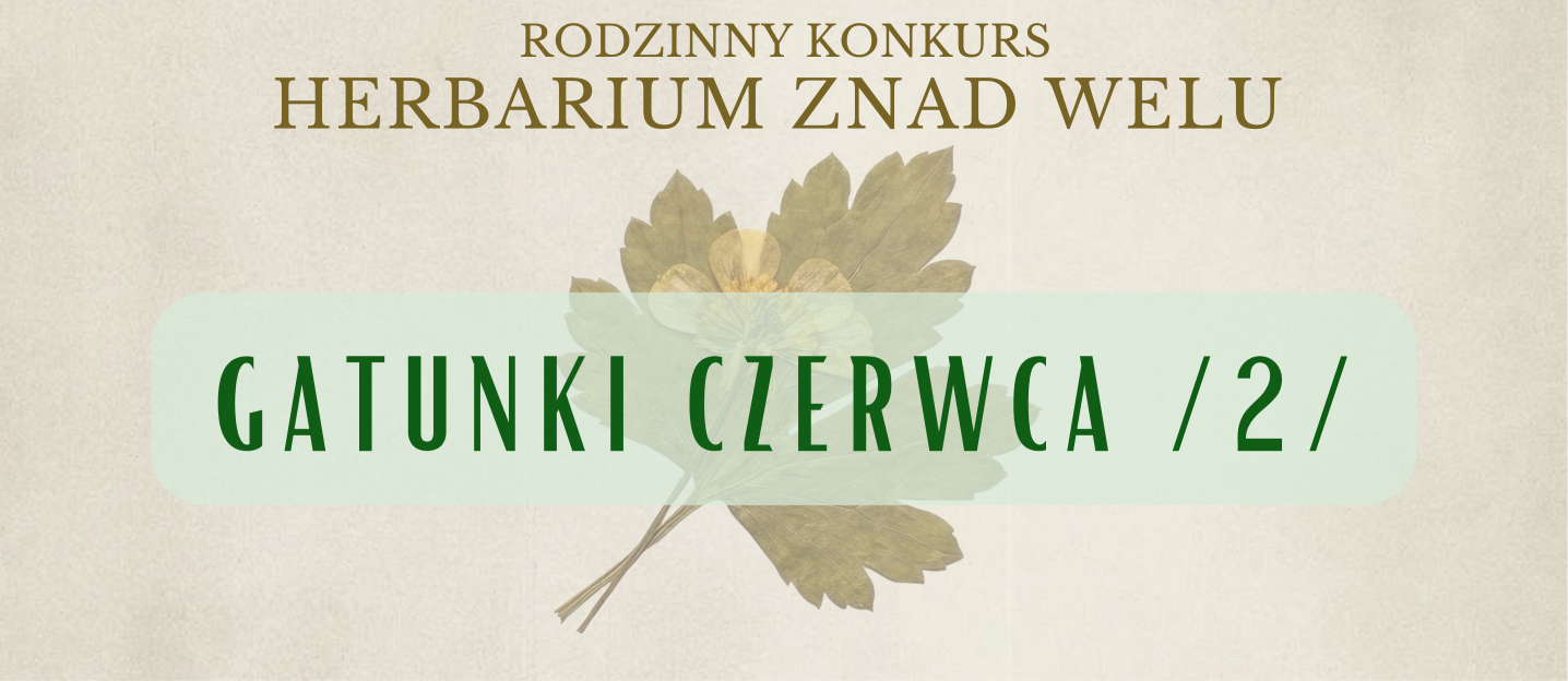 Herbarium znad Welu – gatunki czerwca cz. 2