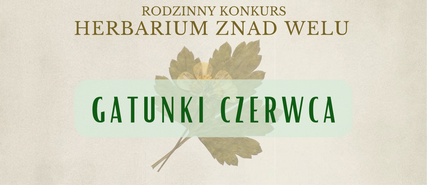 Herbarium znad Welu – gatunki czerwca