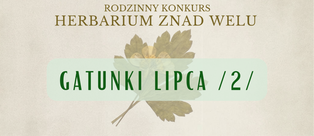 Herbarium znad Welu – gatunki lipca cz. 2