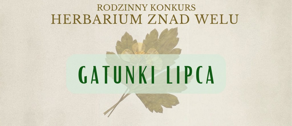 Herbarium znad Welu – gatunki lipca