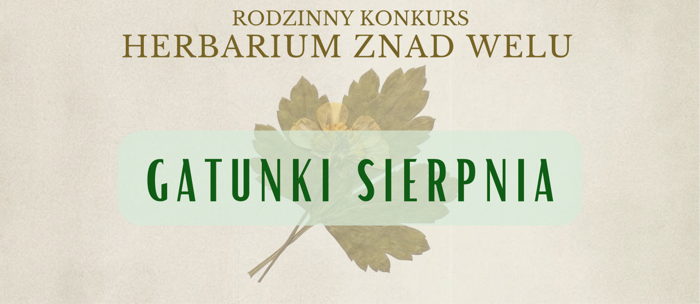 Herbarium znad Welu – gatunki sierpnia