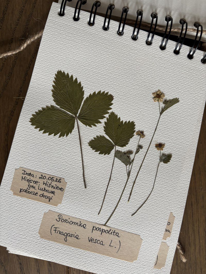 Znamy wyniki konkursu „Herbarium znad Welu”